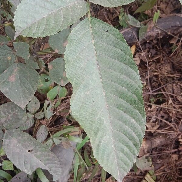 Leea indica Leaf