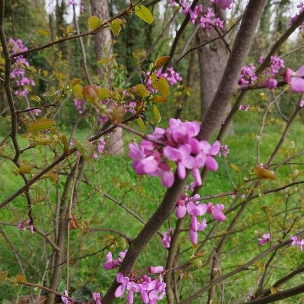 Cercis canadensis Blomma