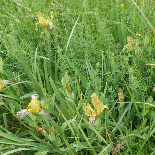 Iris variegata موطن