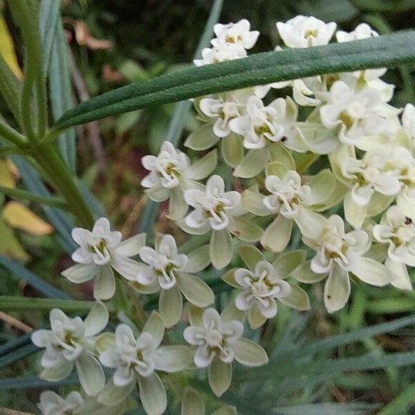 Asclepias verticillata Fiore