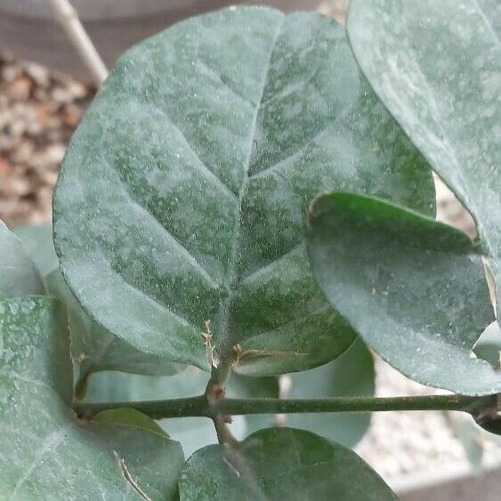 Jasminum sambac Leaf