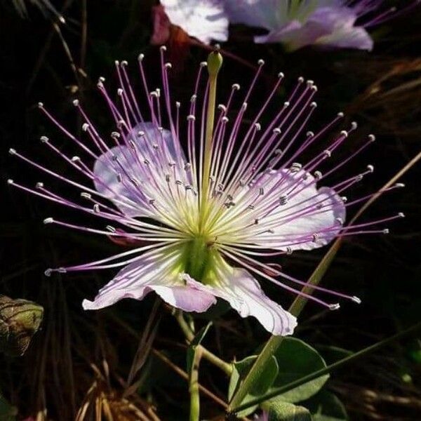 Capparis spinosa Flors