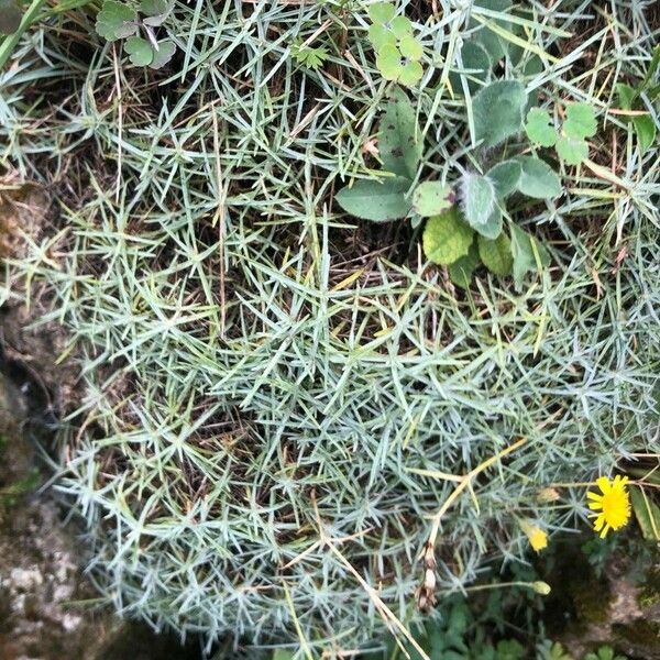 Dianthus plumarius 葉