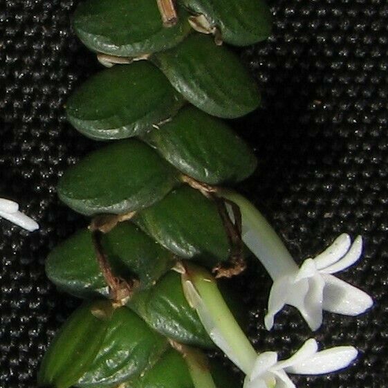 Angraecum distichum Λουλούδι