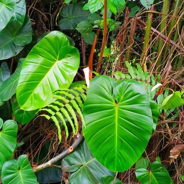 Philodendron davidsonii Blad