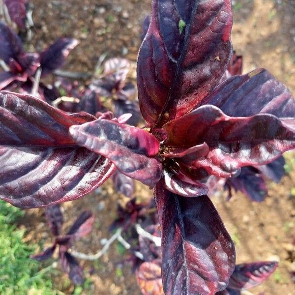 Amaranthus tricolor Leaf