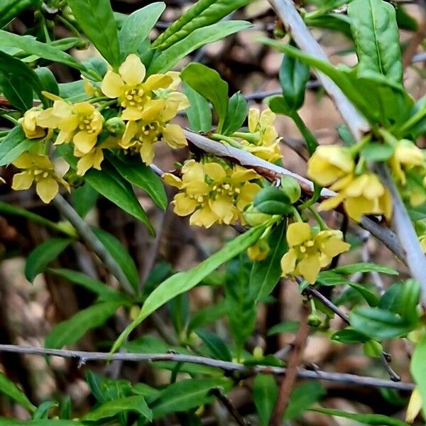 Prinsepia uniflora Flower
