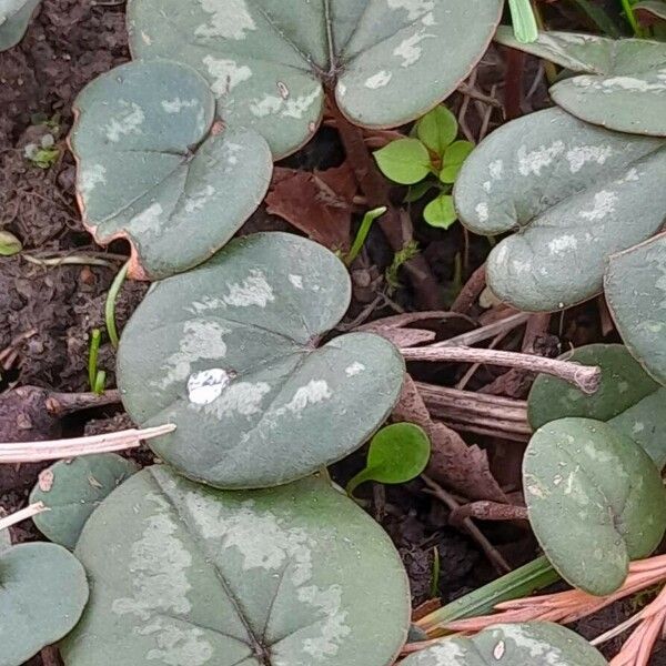 Cyclamen coum Leaf