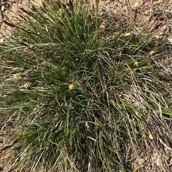 Carex halleriana Кветка