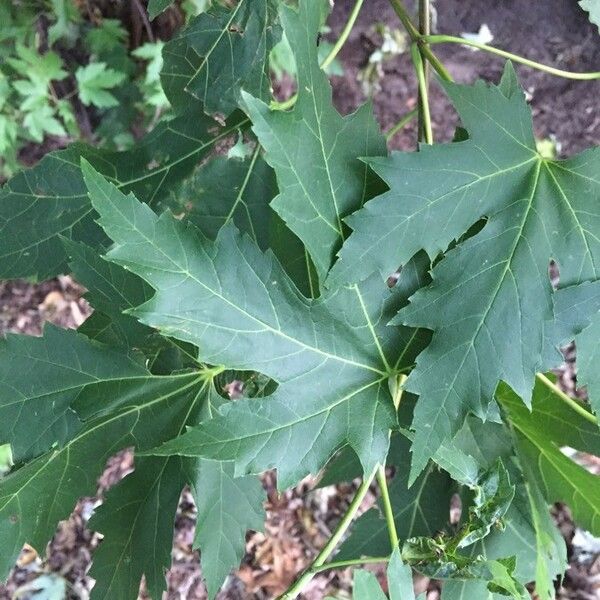 Acer saccharinum List