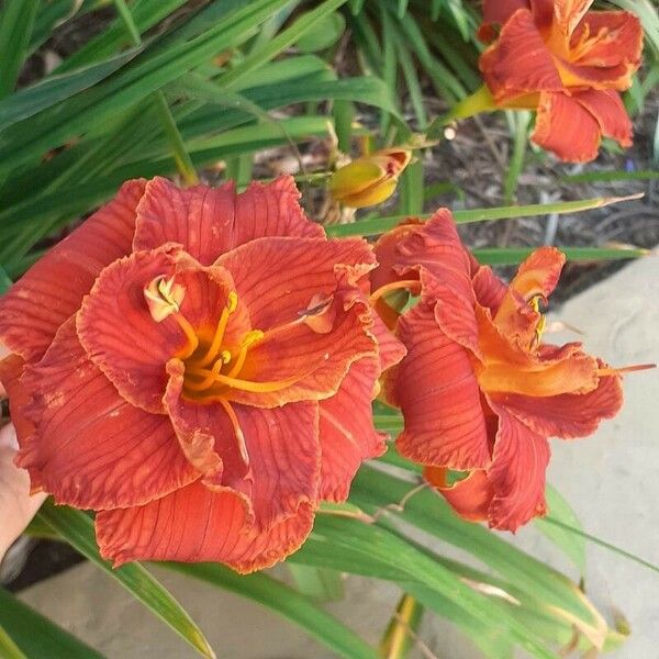 Hemerocallis fulva Blomst