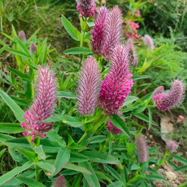 Trifolium rubens Blüte