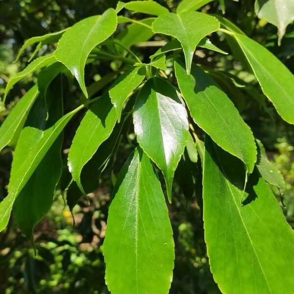 Trochodendron aralioides Blatt