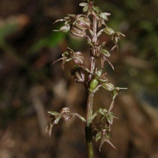 Neottia cordata Fiore