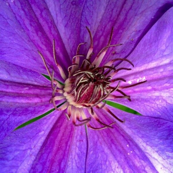 Clematis patens Flor