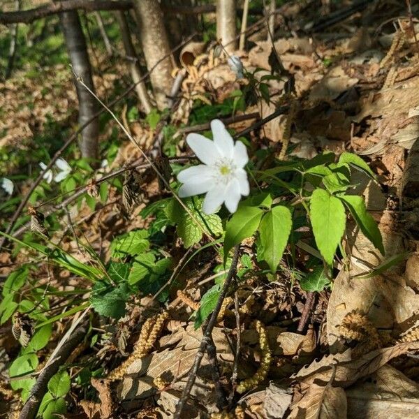 Anemonoides trifolia Flower