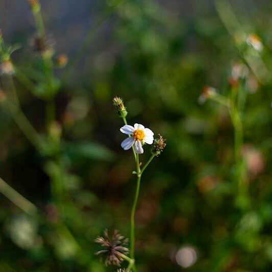 Bidens pilosa Flor