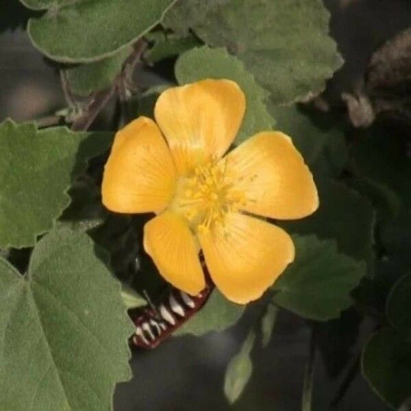 Abutilon indicum Floare