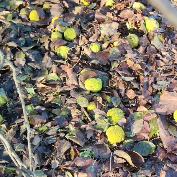 Maclura pomifera Hedelmä