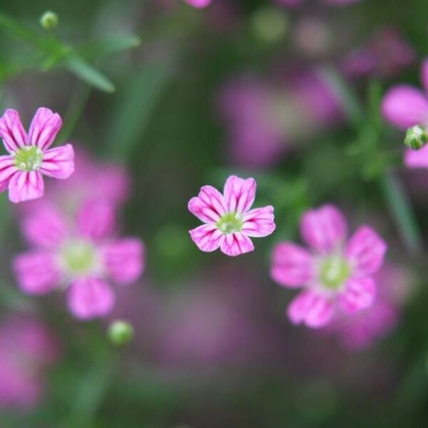 Gypsophila muralis Flors