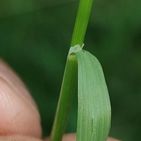 Poa nemoralis Leaf