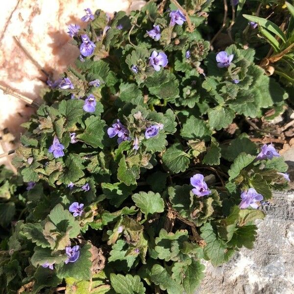 Glechoma hederacea Blomst