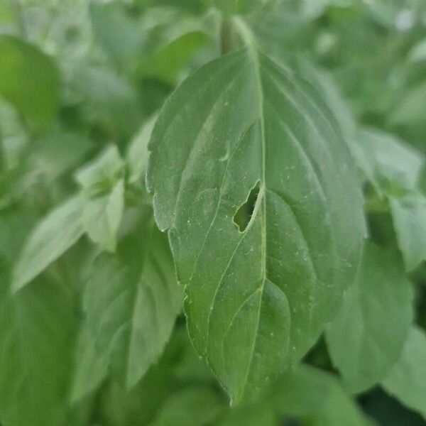 Ocimum americanum Leaf