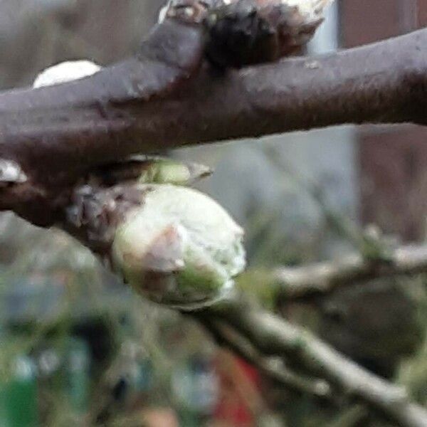 Prunus amygdalus Flower