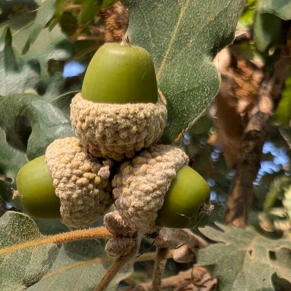 Quercus pubescens Frukt