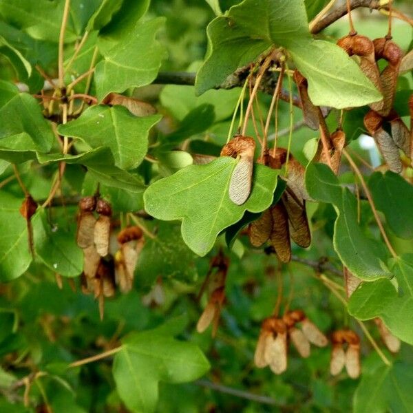 Acer monspessulanum Habit