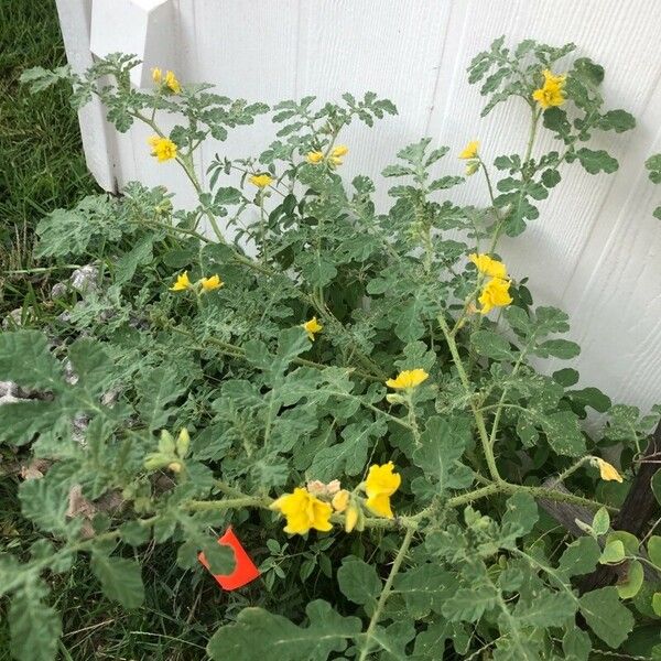 Solanum rostratum പുഷ്പം