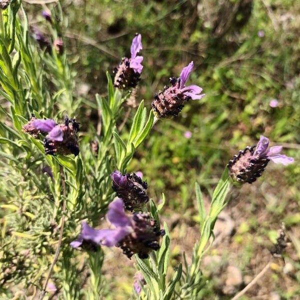 Lavandula stoechas Cvet