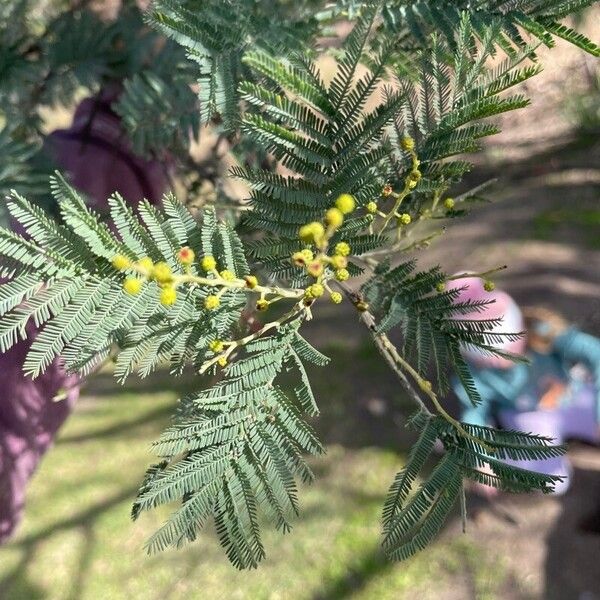 Acacia dealbata برگ