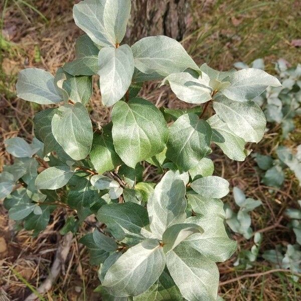 Elaeagnus commutata Fuelha