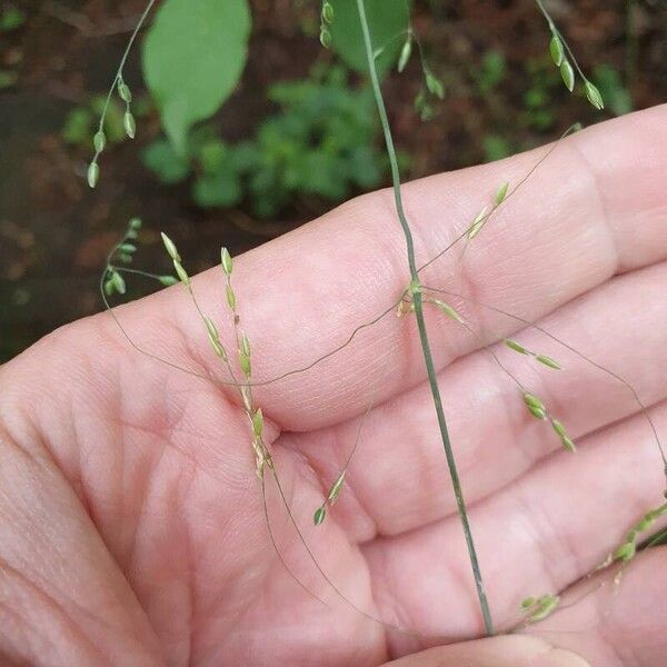 Milium effusum Flower