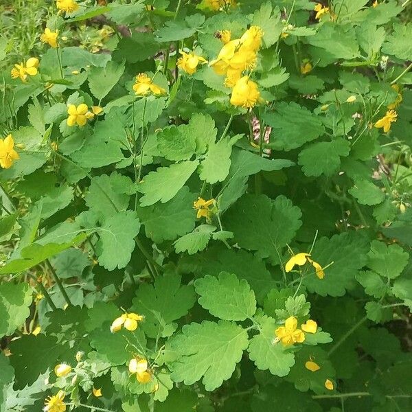 Chelidonium majus Õis