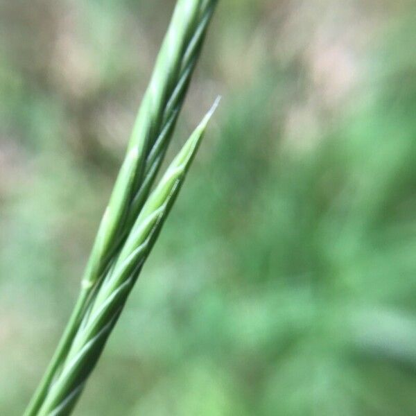 Brachypodium pinnatum Квітка