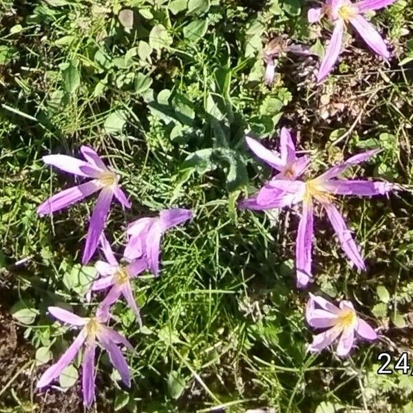 Colchicum montanum फूल