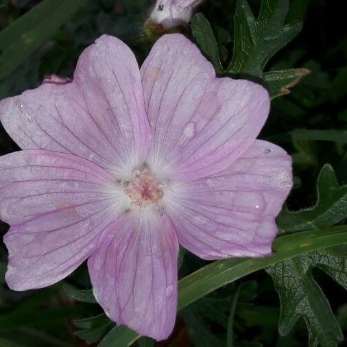 Malva alcea Flor