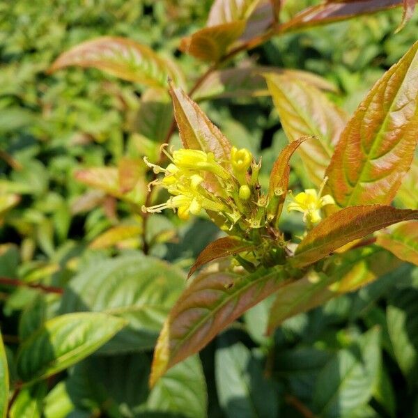 Diervilla lonicera Blüte