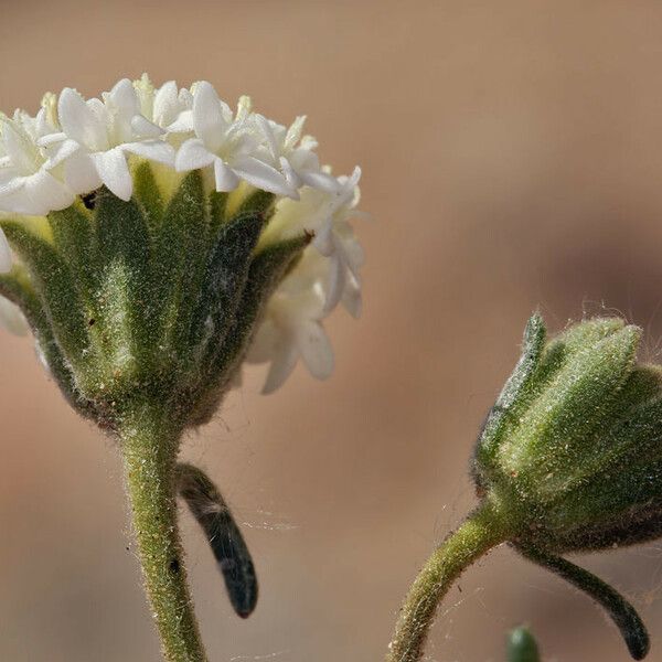 Chaenactis stevioides Flor