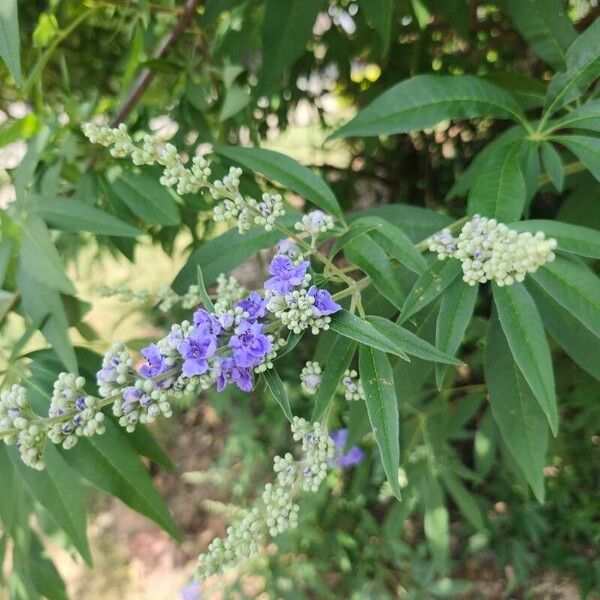 Vitex agnus-castus Кветка