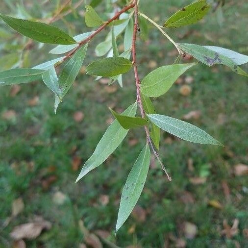 Salix alba List