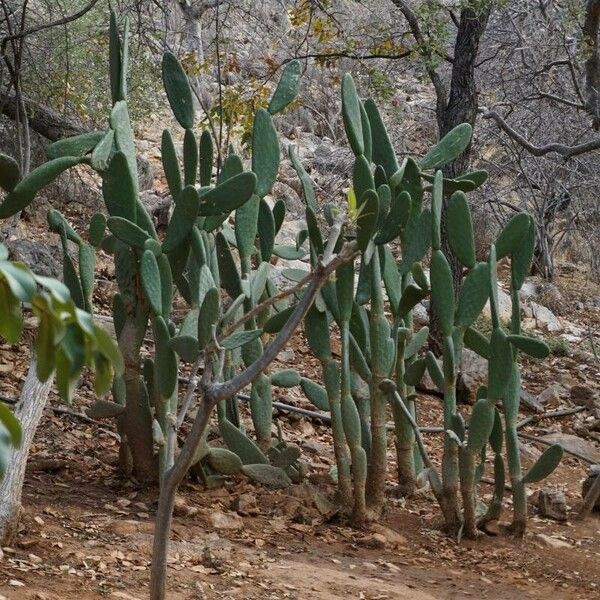 Opuntia tomentosa Blatt