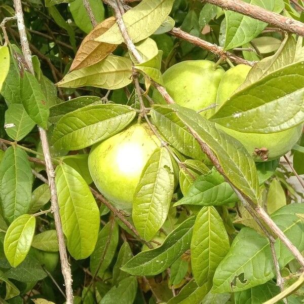 Eugenia stipitata Fruchs