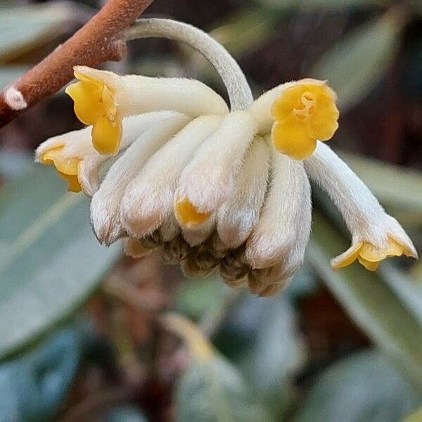 Edgeworthia chrysantha Kvet