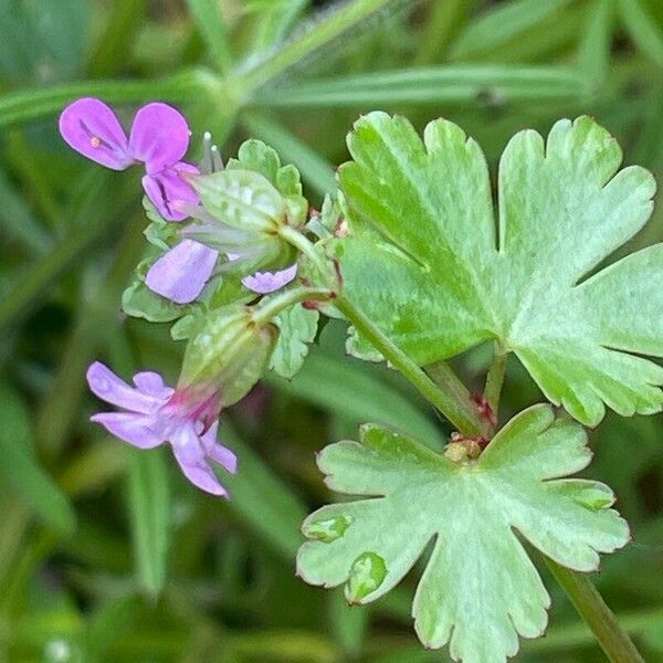 Geranium molle Φύλλο