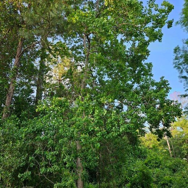 Triadica sebifera Habitat