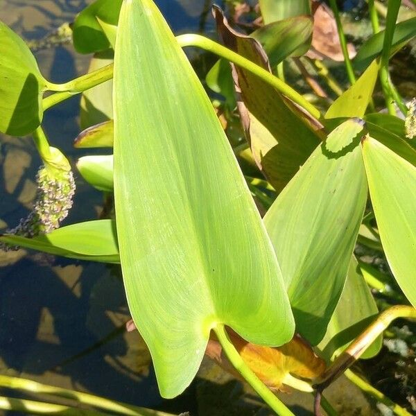 Pontederia cordata Blad