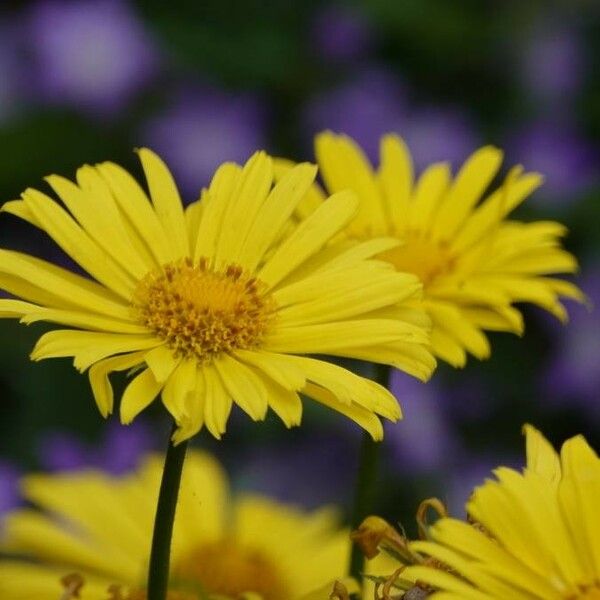 Buphthalmum salicifolium Flower